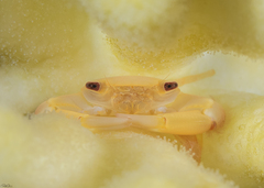 Trapezia lutea