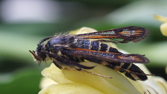 Bembecia ichneumoniformis