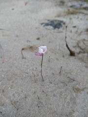Utricularia resupinata