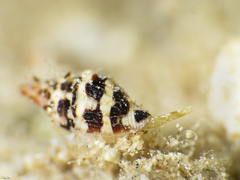 Neogastropoda