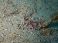 Coeloplana meteoris