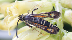 Bembecia ichneumoniformis