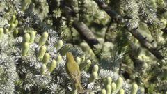 Phylloscopus trochilus