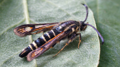 Bembecia ichneumoniformis