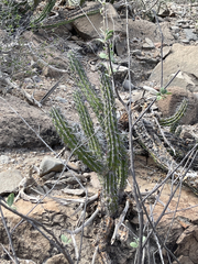 Stenocereus gummosus