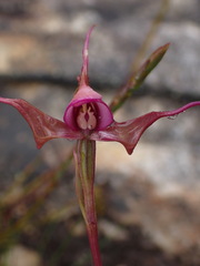 Disperis capensis capensis