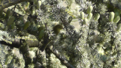 Phylloscopus trochilus