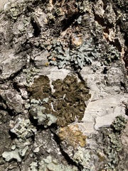 Melanohalea olivacea