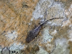 Entomobryidae
