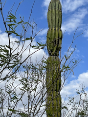 Pachycereus pringlei