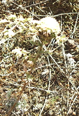 Rhopalomyia saissanica
