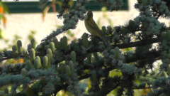 Phylloscopus trochilus