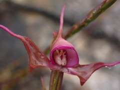 Disperis capensis capensis