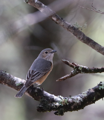 Pachycephala rufiventris