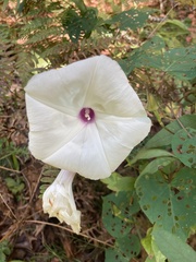 Ipomoea pandurata
