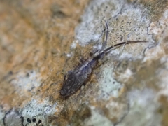 Entomobryidae