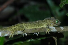 Gekko albofasciolatus