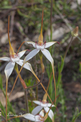 Caladenia longicauda