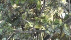 Phylloscopus trochilus