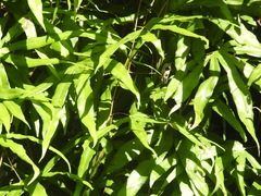 Lygodium circinnatum