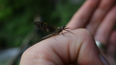 Ephemeroptera