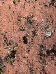 Maratus scutulatus