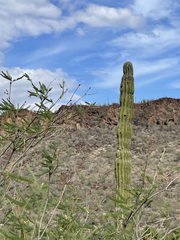 Pachycereus pringlei