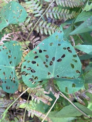 Ipomoea pandurata