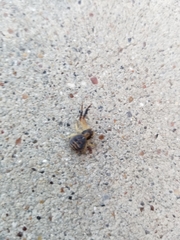 Xysticus texanus