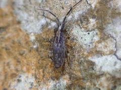 Entomobryidae