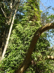 Lygodium circinnatum