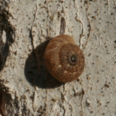 Microxeromagna lowei