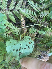 Ipomoea pandurata