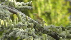 Phylloscopus trochilus