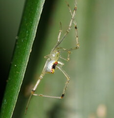 Thwaitesia nigronodosa