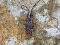 Entomobryidae
