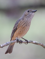 Pachycephala rufiventris