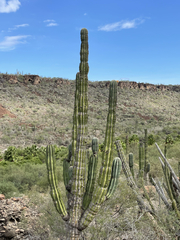 Pachycereus pringlei