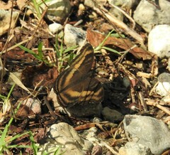 Junonia iphita