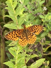 Boloria bellona