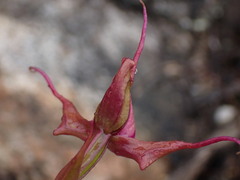 Disperis capensis capensis