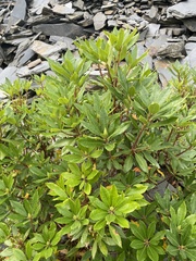 Rhododendron ponticum