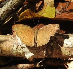 Junonia hedonia