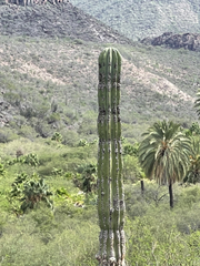 Pachycereus pringlei