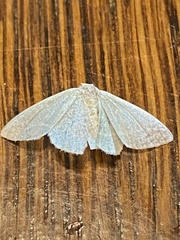Geometridae