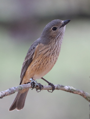 Pachycephala rufiventris