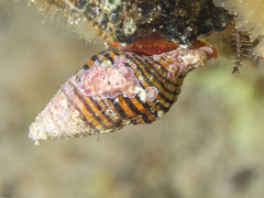 Turrilatirus turritus