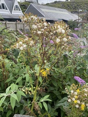Senecio sarracenicus