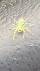 Lyssomanes viridis