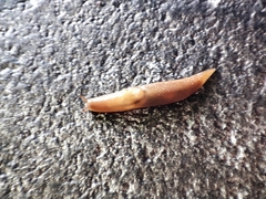 Ambigolimax valentianus